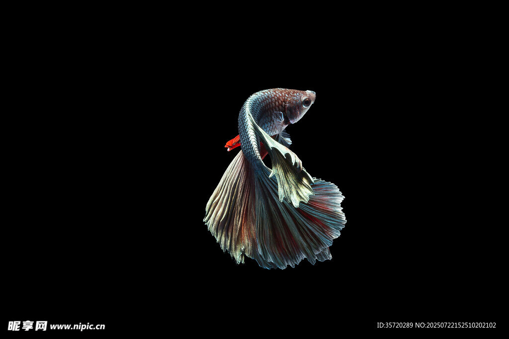 優(yōu)雅飄逸的斗魚