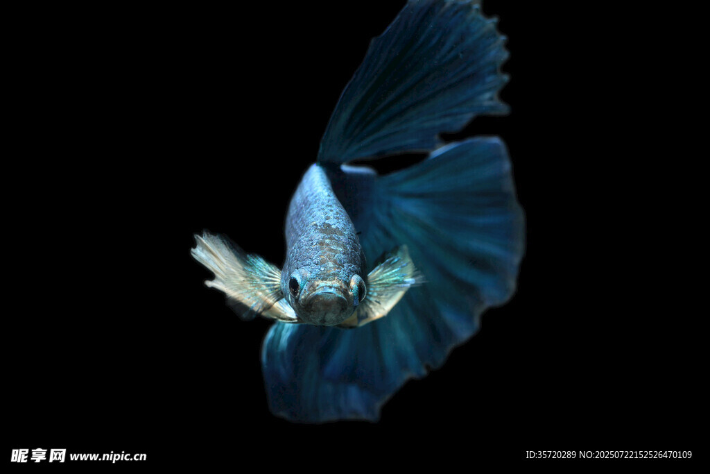 藍色飄逸的美麗斗魚