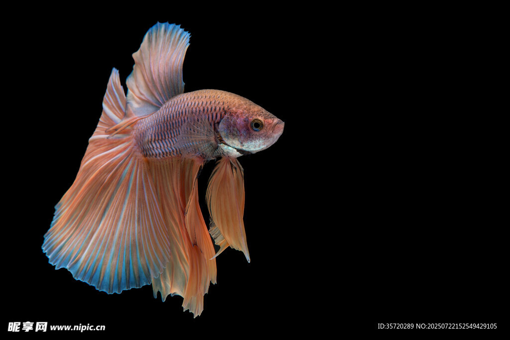 優(yōu)雅飄逸的多彩斗魚