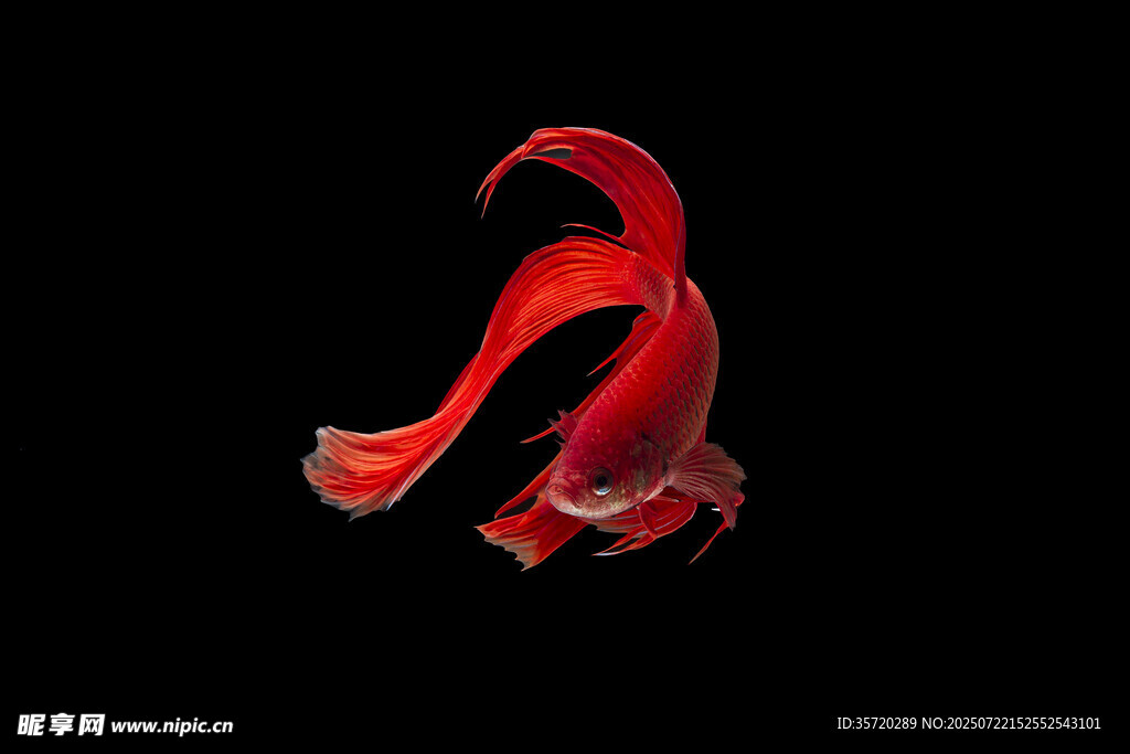 紅色飄逸金魚特寫