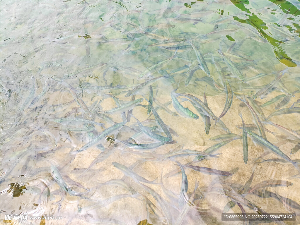 藍(lán)刀魚