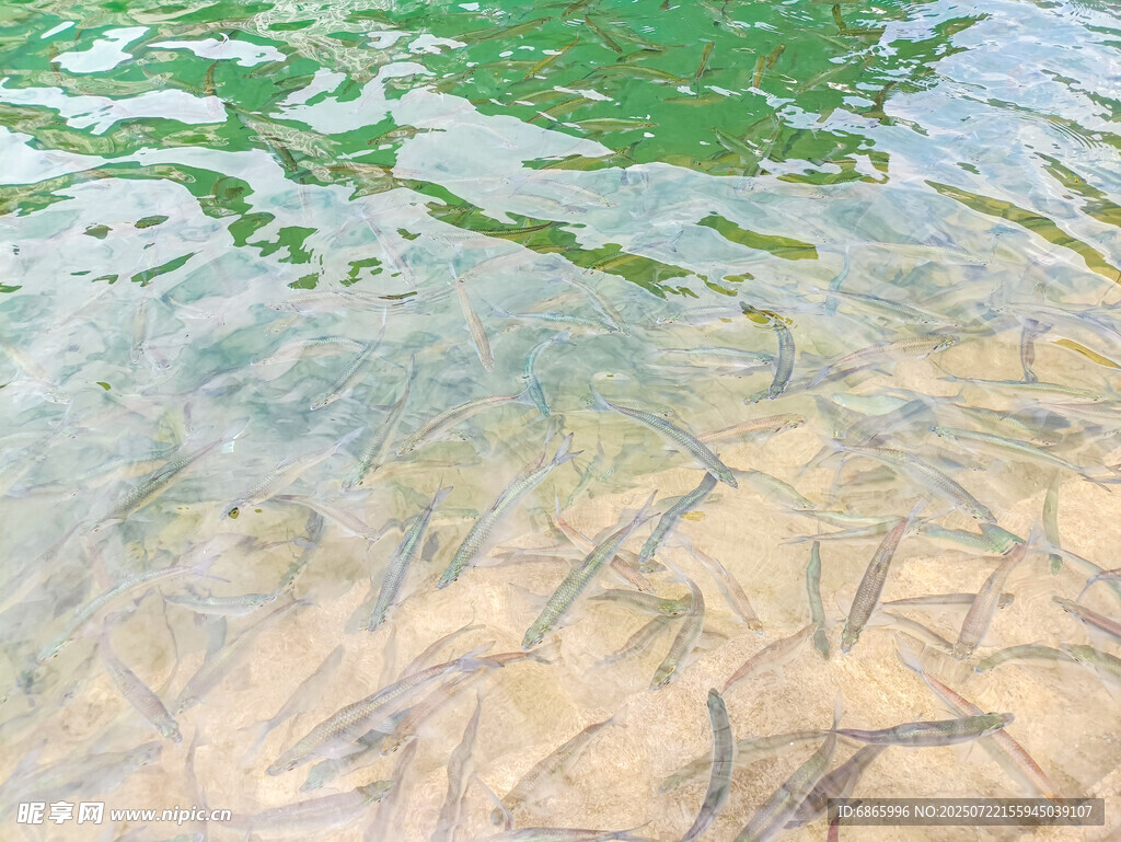 藍(lán)刀魚 