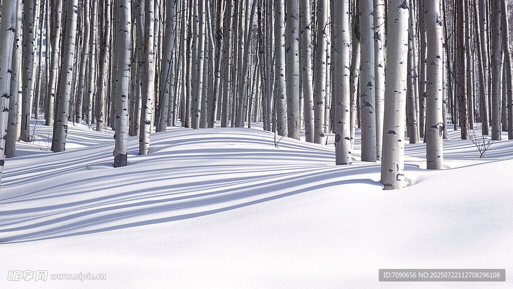 雪覆樹林光影交錯(cuò)之景