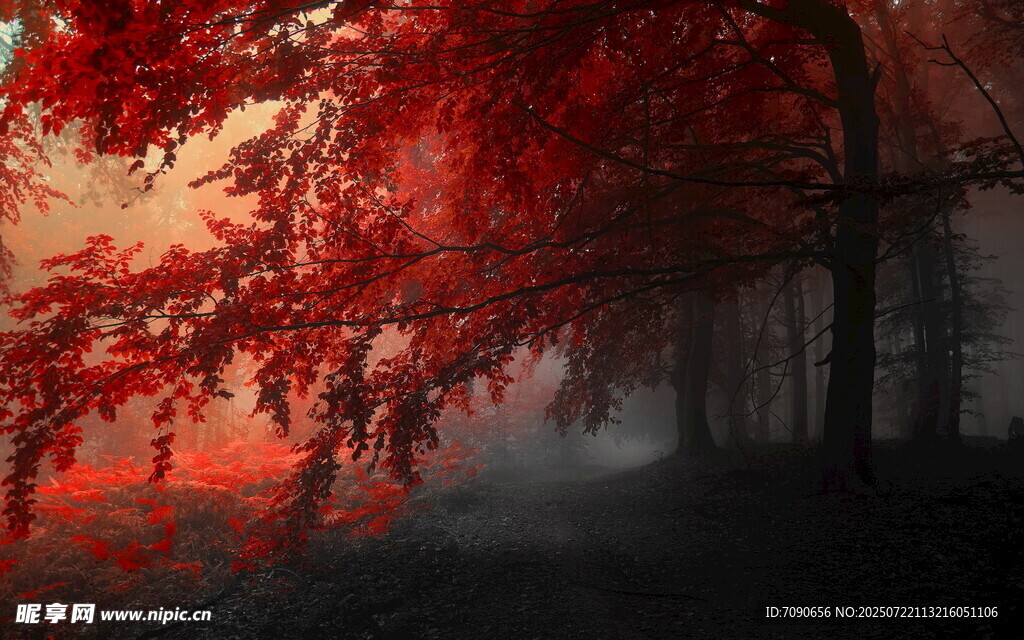 秋日紅楓迷霧森林美景