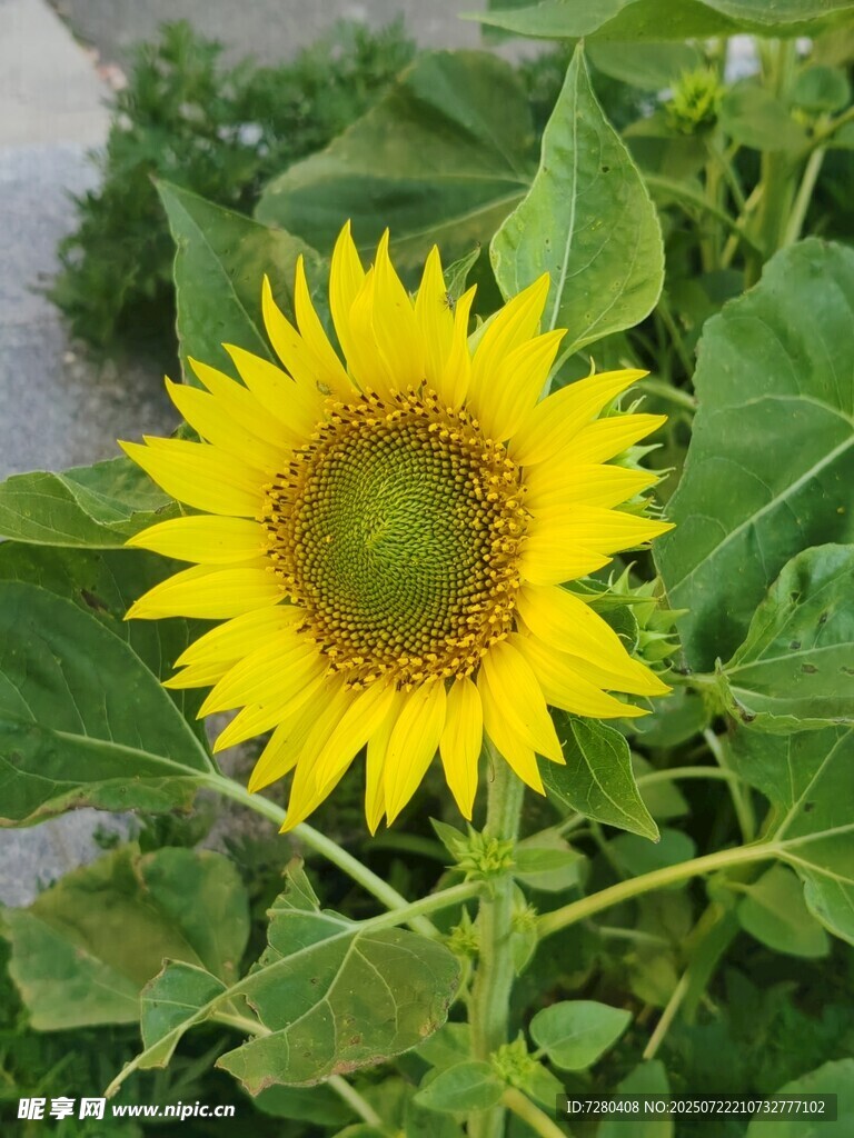 綻放的向日葵