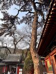 古寺旁蒼松