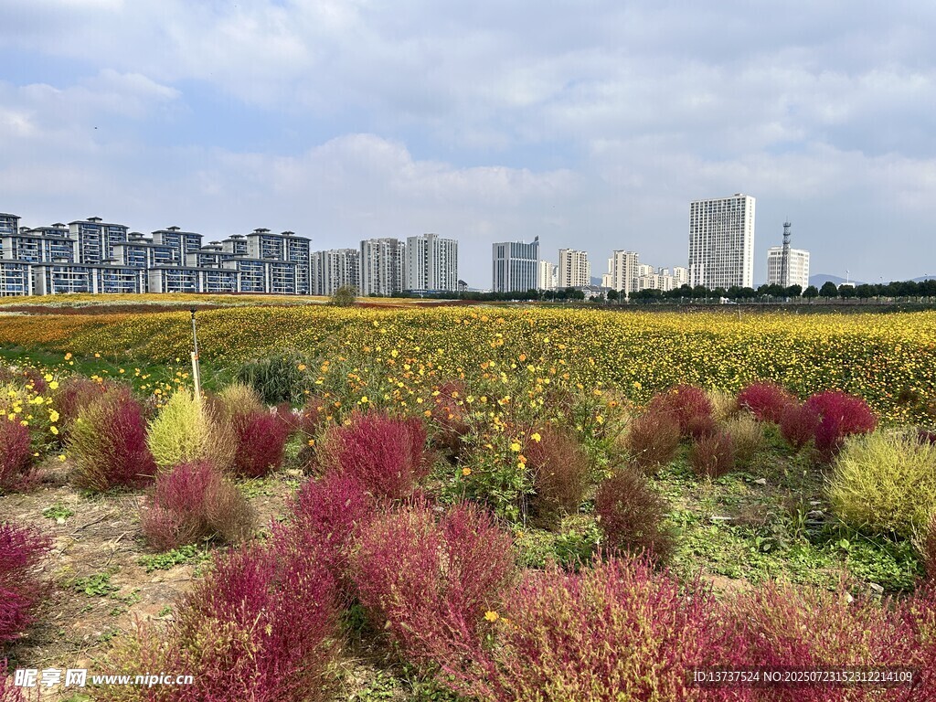 花海 地膚 百日菊 油菜花