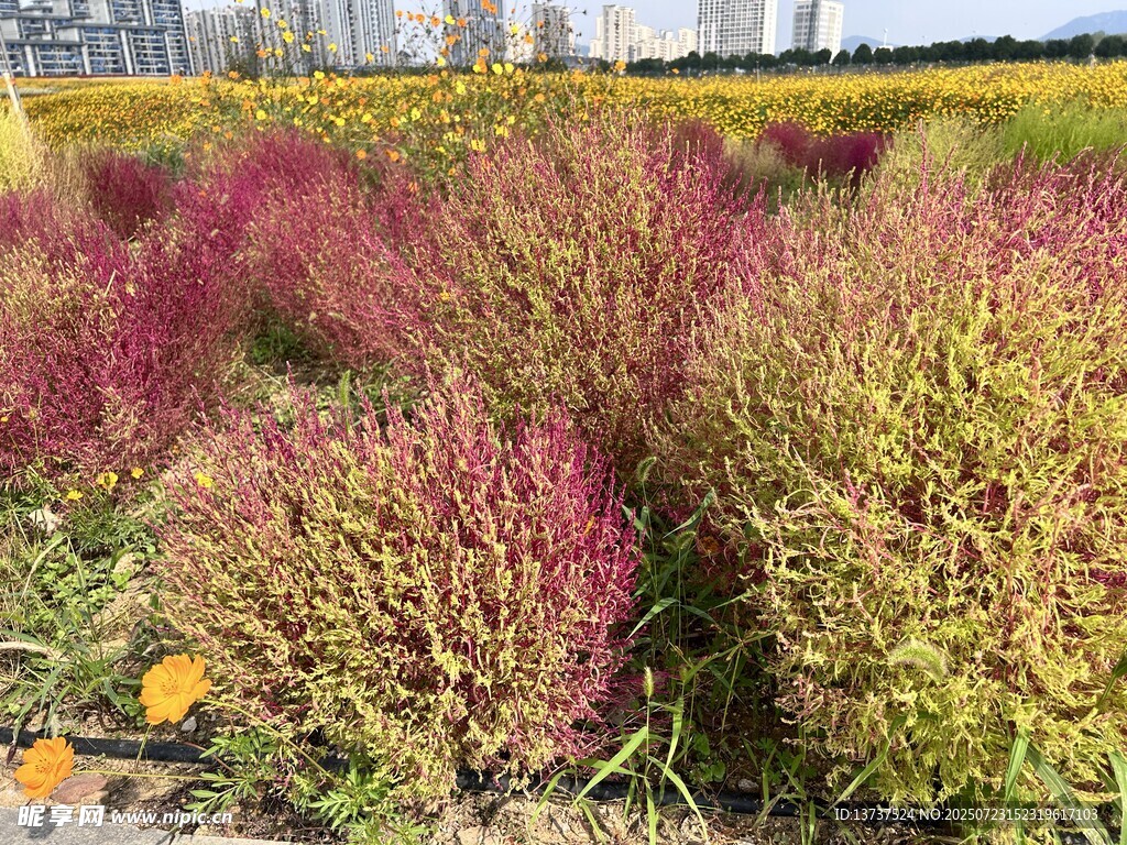 花海 地膚 百日菊 油菜花
