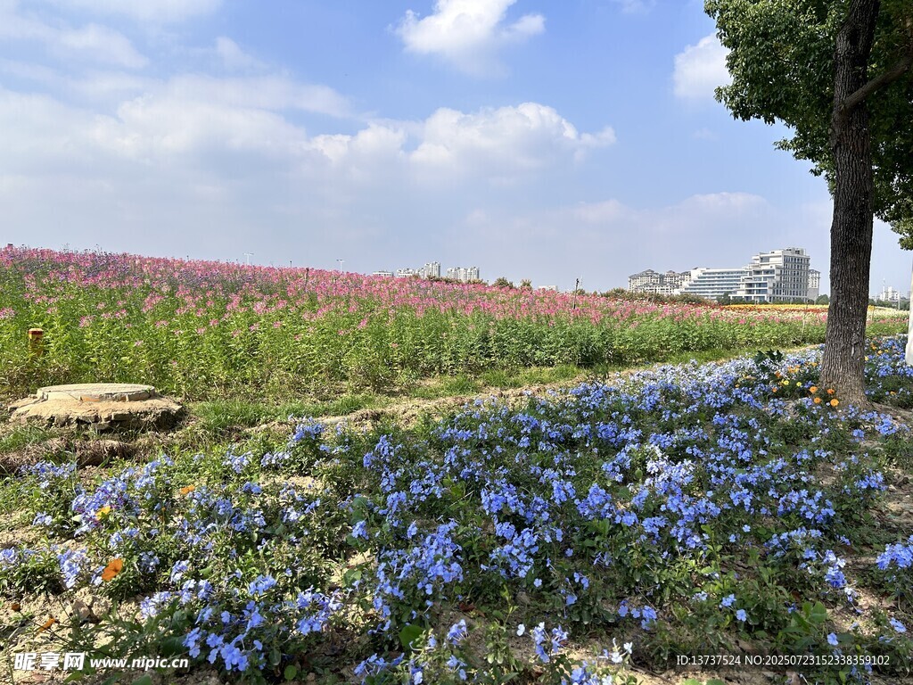 花海 藍花鼠尾草 醉蝶花