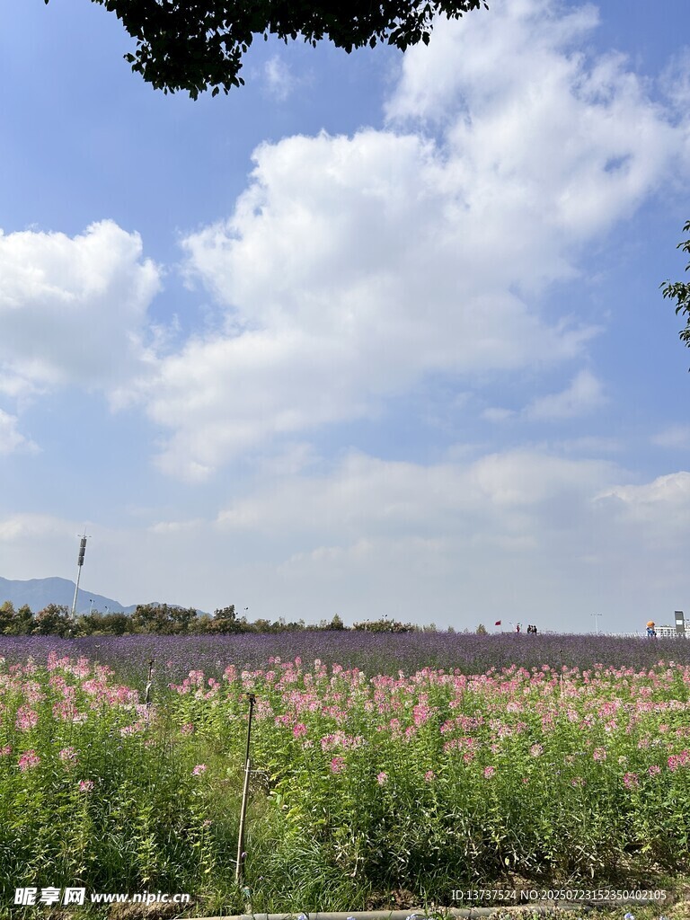 花海 醉蝶花 馬鞭草