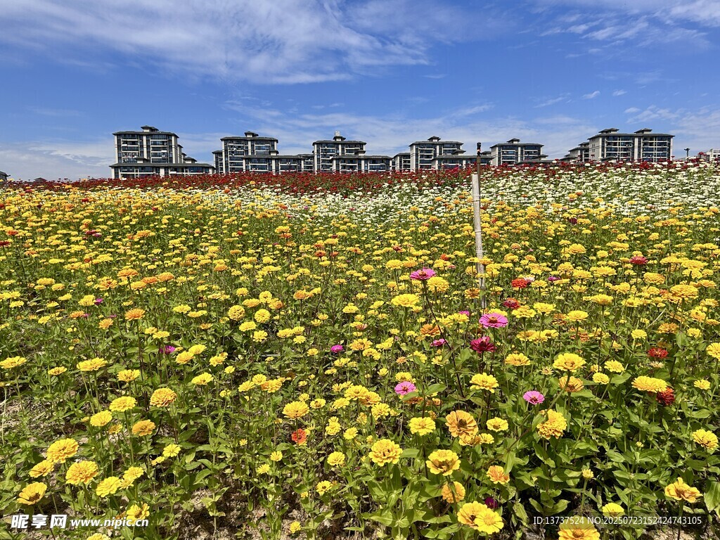 花海 百日菊