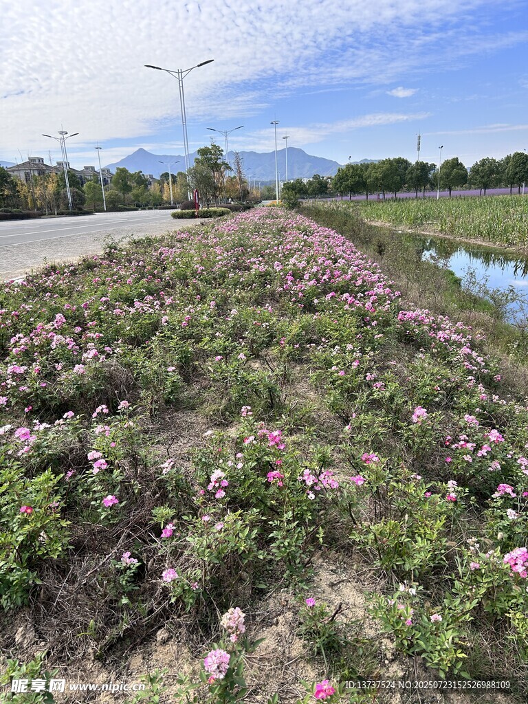 花海 薔薇花