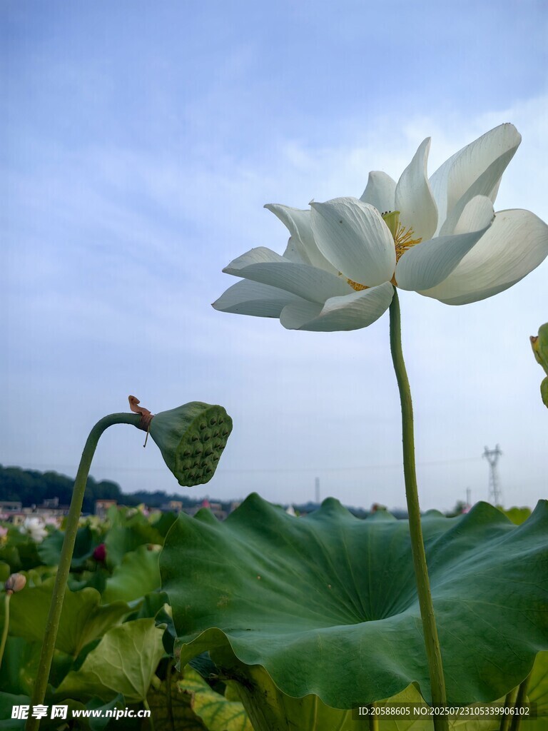 夏日盛開的潔白荷花