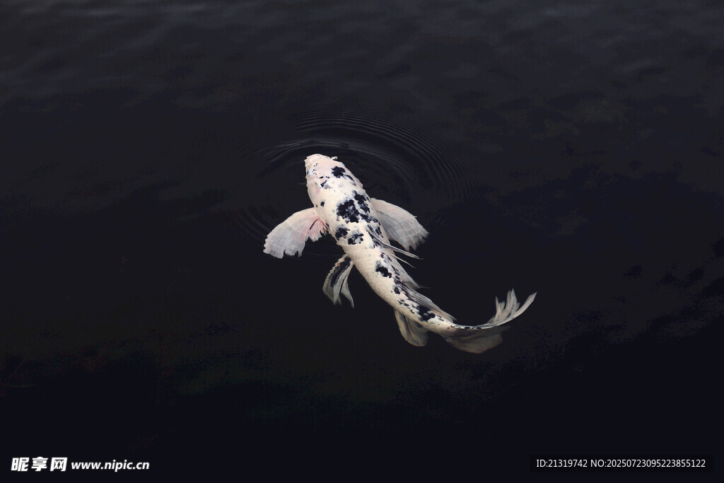 水中游弋的黑白錦鯉魚