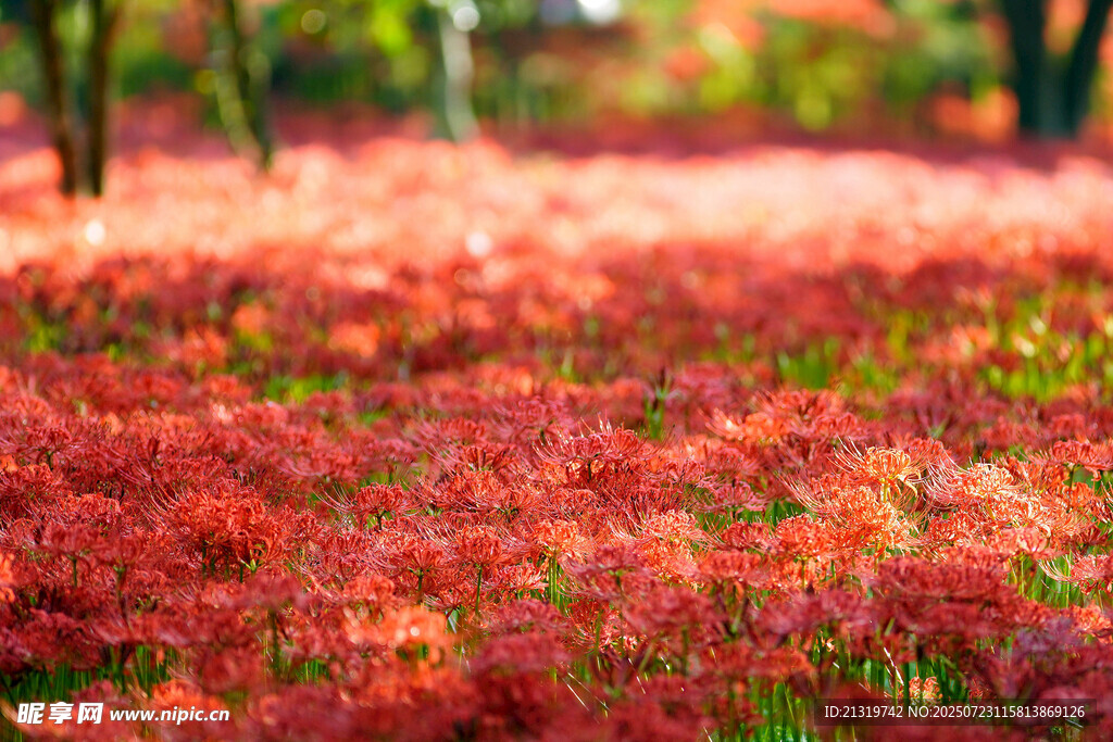 秋日紅草地美景