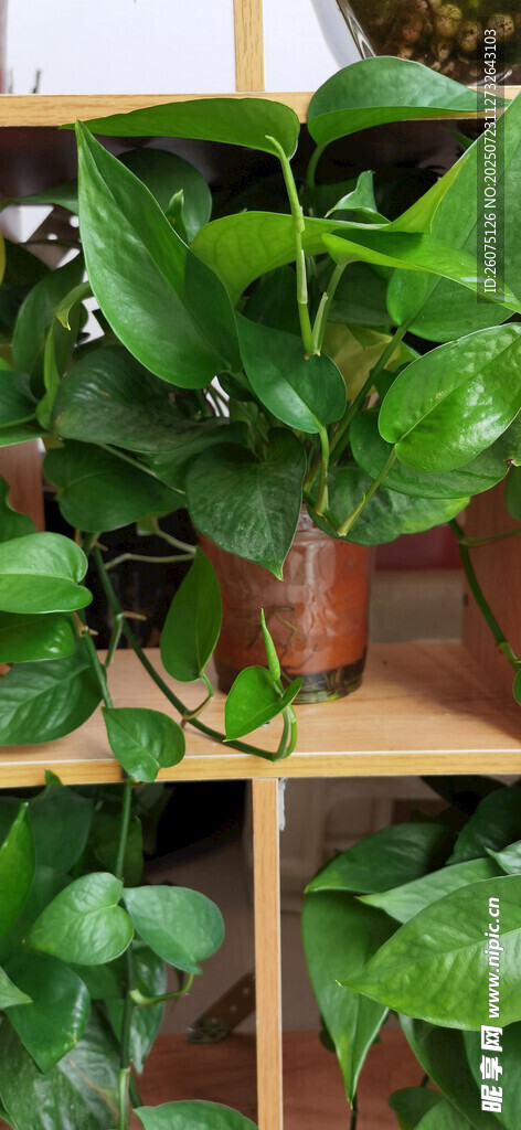 多層綠植架上的繁茂植物