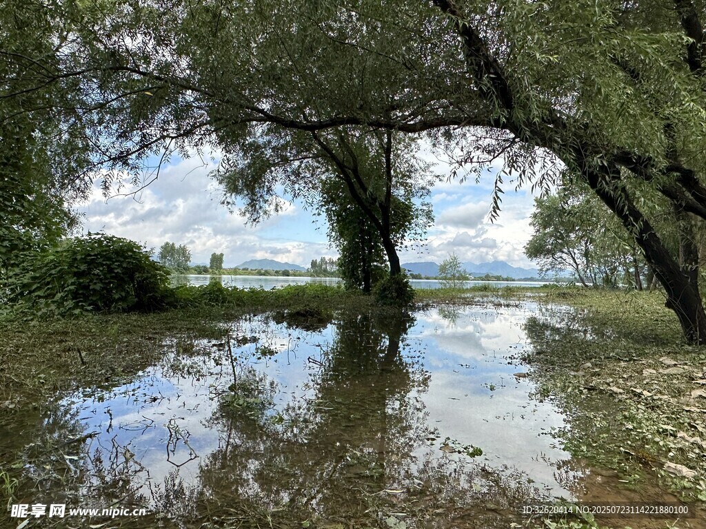 水浸樹林的自然景象