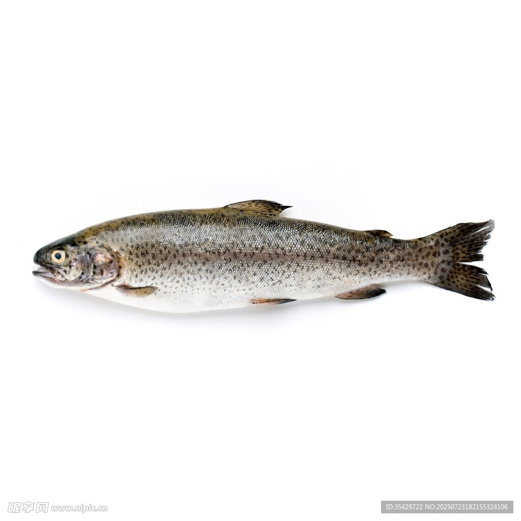 鱒魚