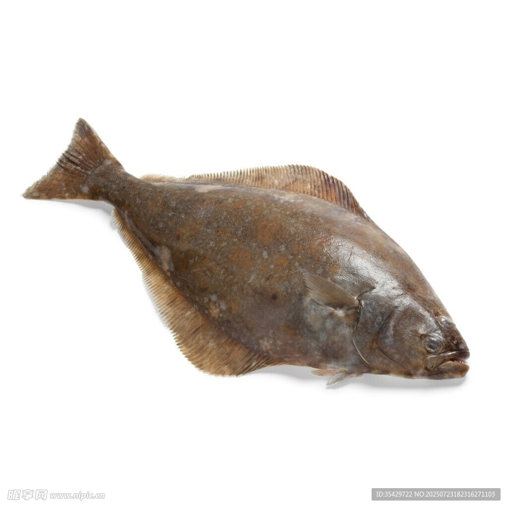 比目魚