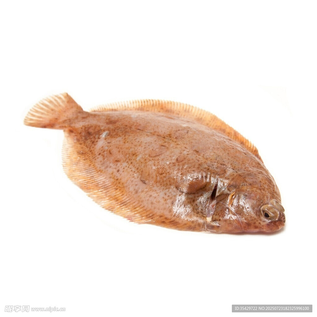 比目魚