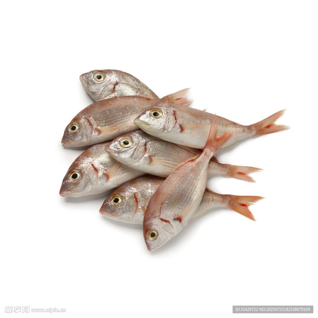 紅鯛魚