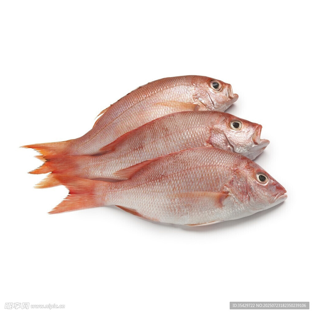 紅鯛魚