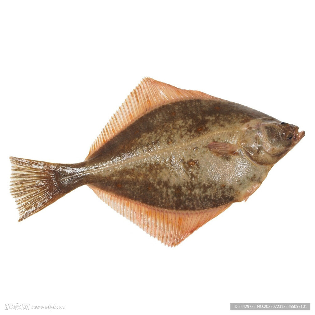 比目魚