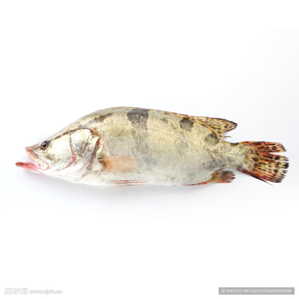 鱖魚