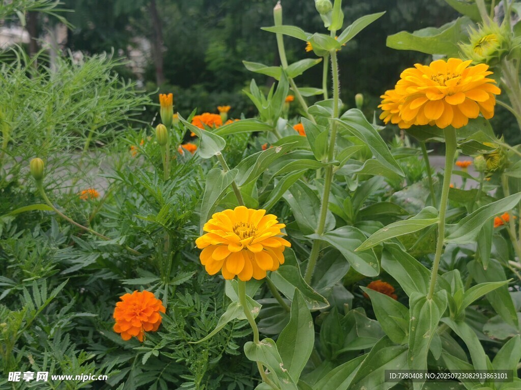 花叢中的艷麗萬壽菊
