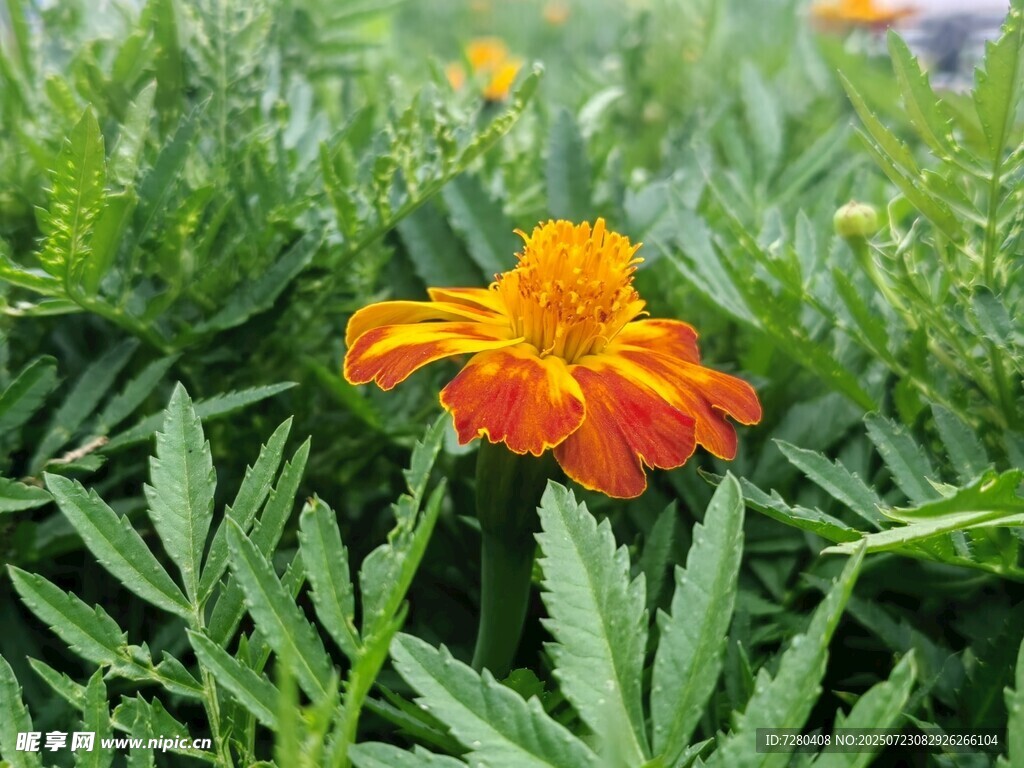 橙紅萬(wàn)壽菊綻放綠葉間