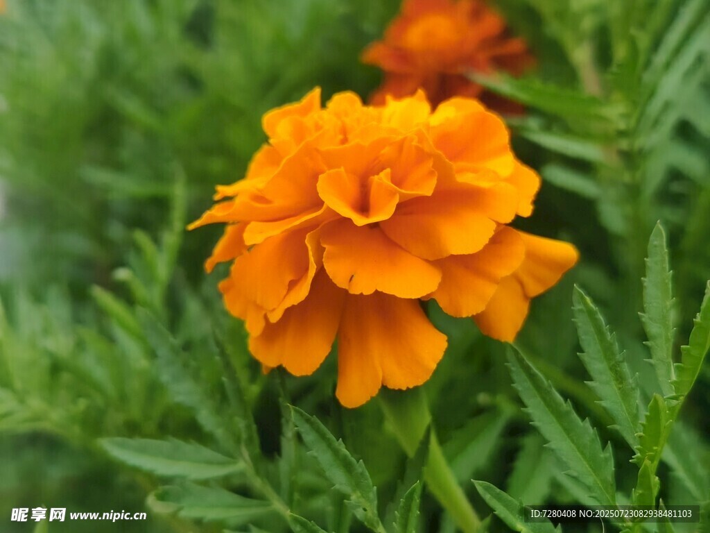 橙色萬(wàn)壽菊綻放綠葉間