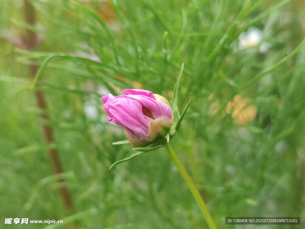 含苞待放的粉色小花