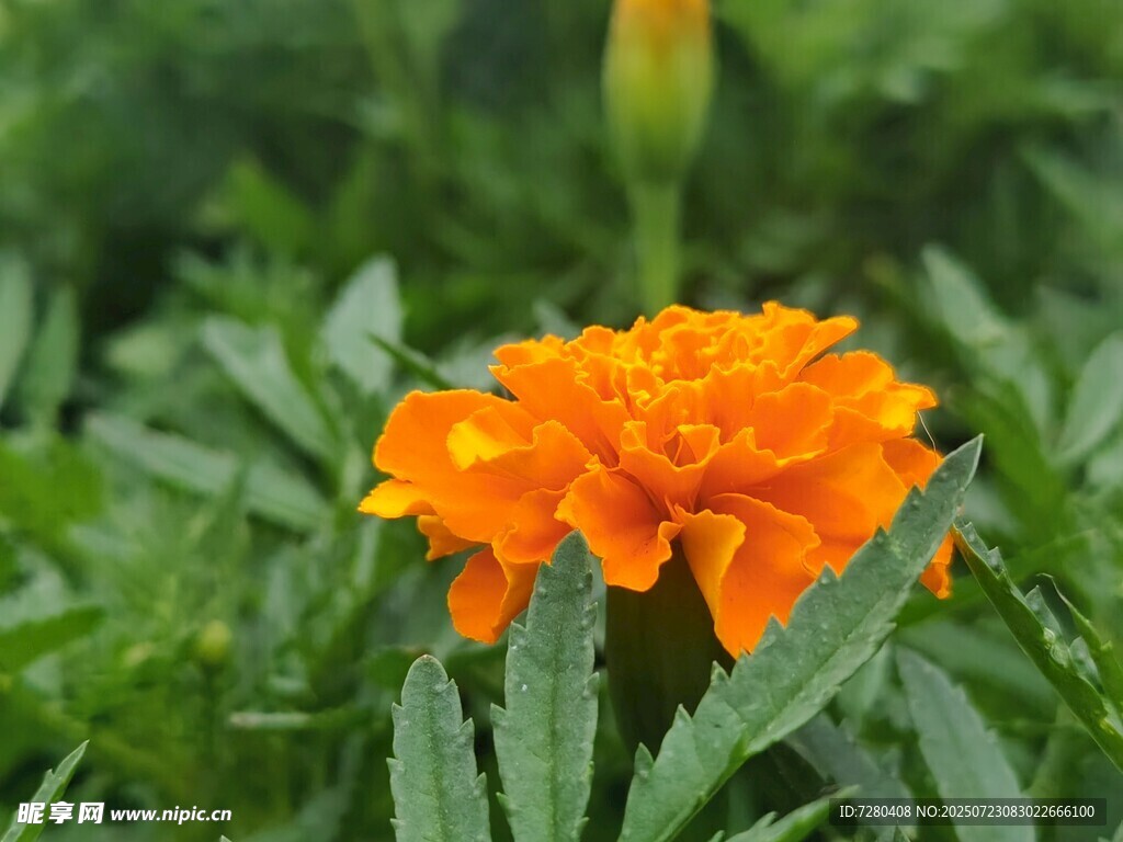 橙色萬(wàn)壽菊綻放于綠葉間