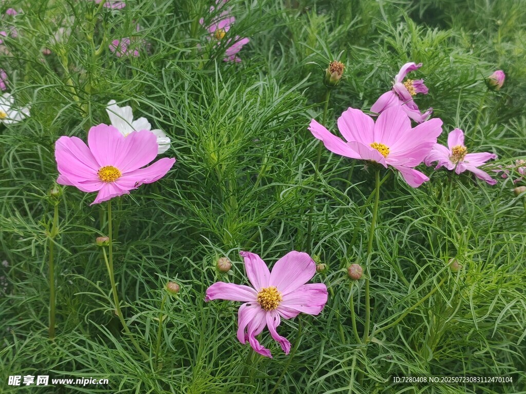 粉色格?；ň`放于草地