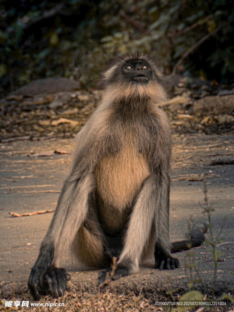 坐姿優(yōu)雅的灰葉猴