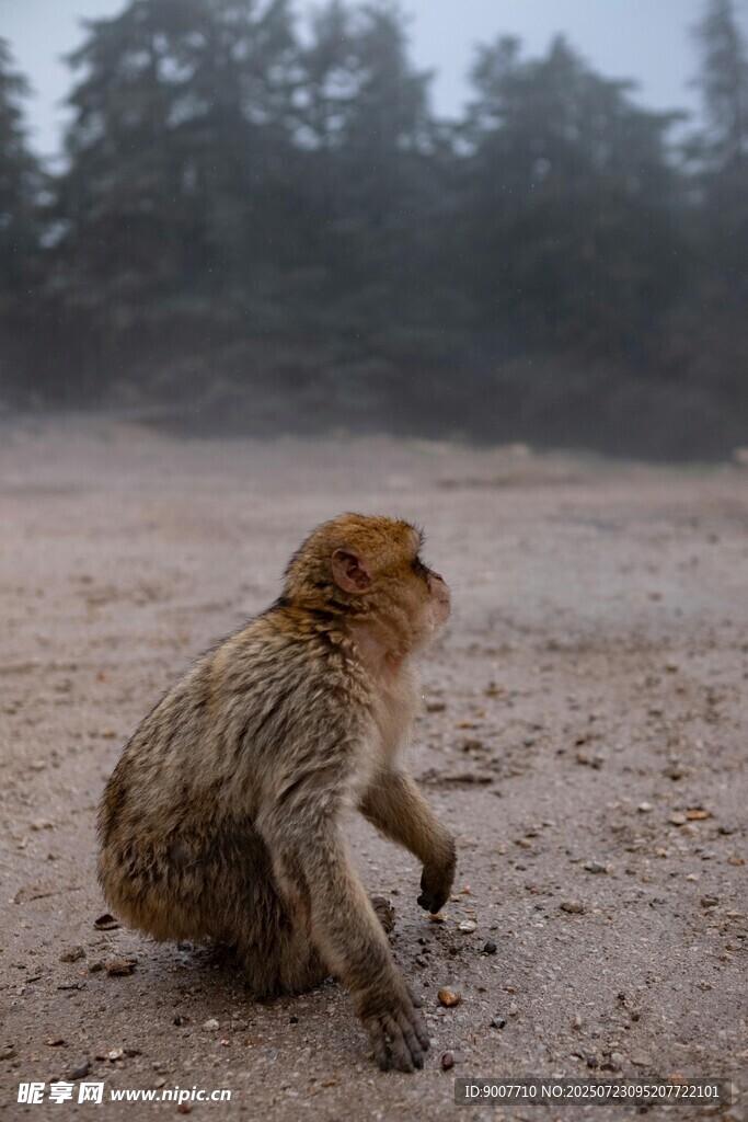 獨坐沙地的猴子