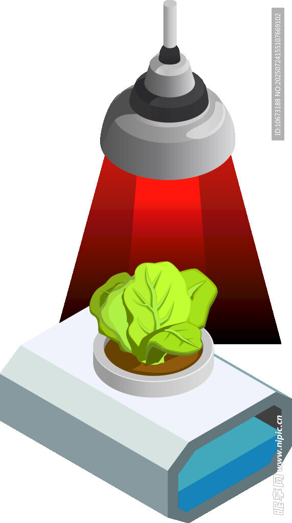 植物生長燈下的鮮嫩生菜