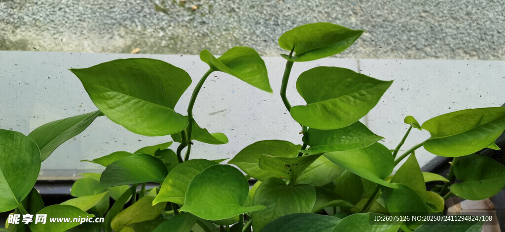 翠綠綠蘿生機盎然