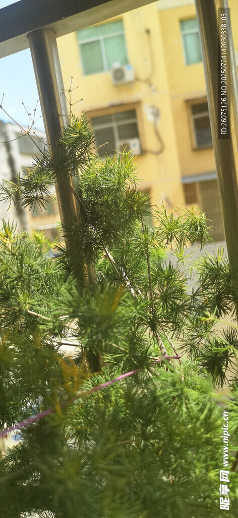 窗外綠意盎然的繁茂景象