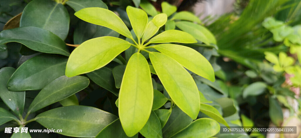 嫩綠八角金盤葉片特寫