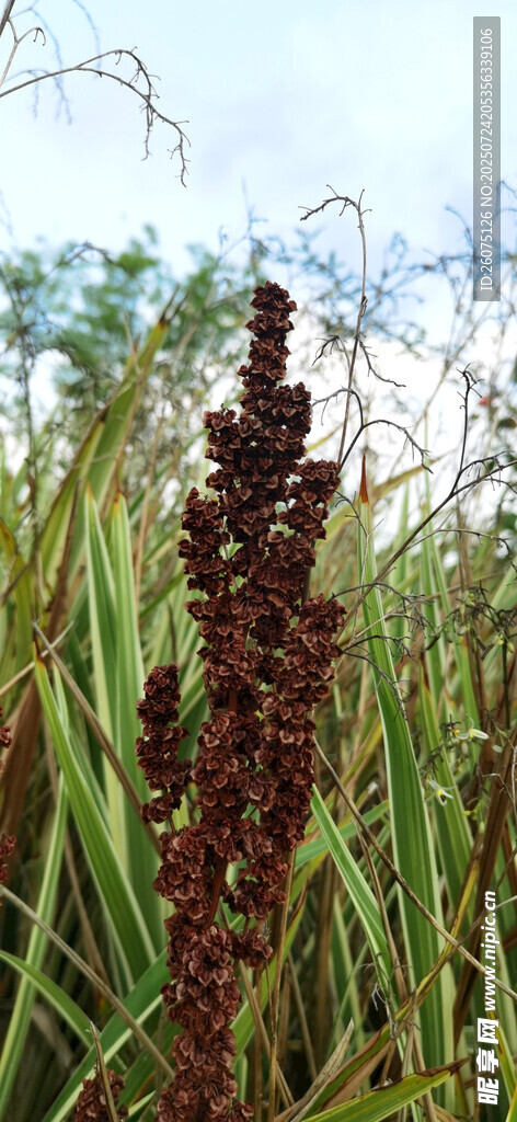 田野中的高大穗狀植物