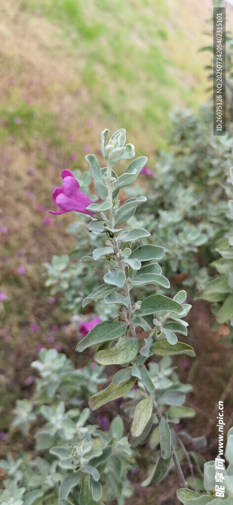銀葉叢中綻放的紫色小花