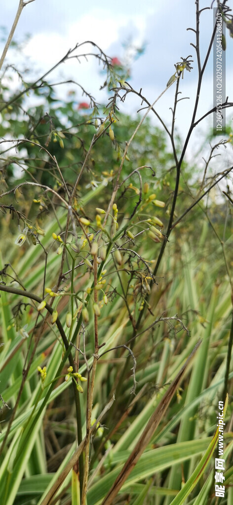 野外茂密的綠色植物景觀