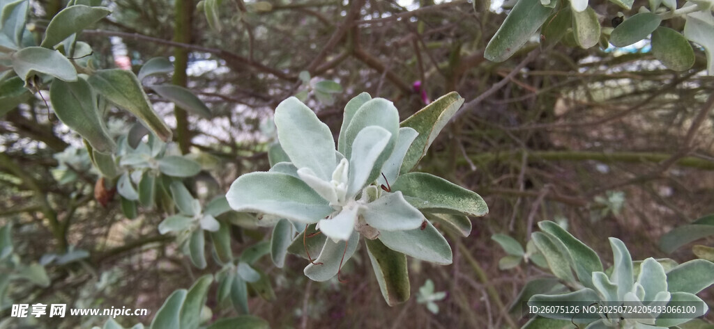 灰葉灌木植物