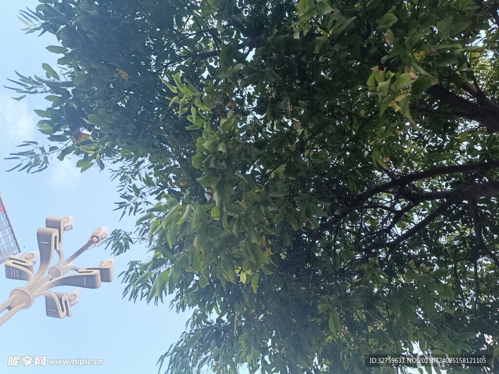 仰望綠樹與空中裝飾