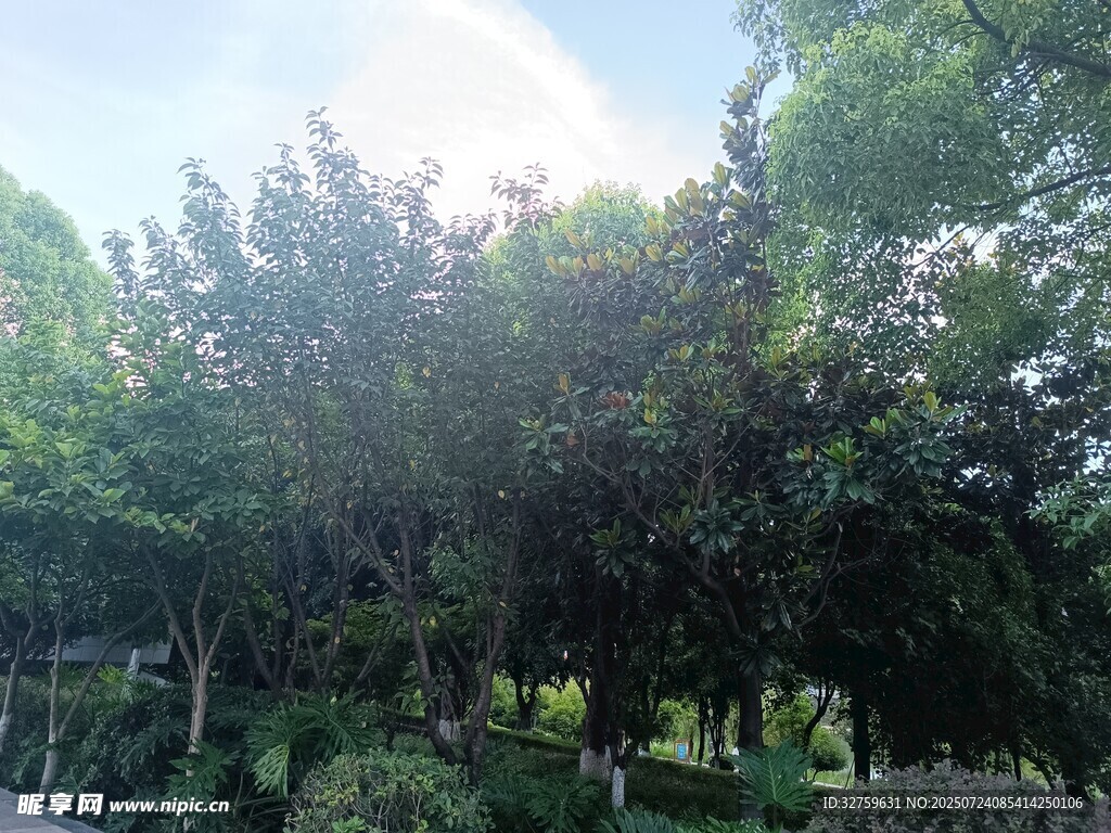 繁茂樹林中的清新自然景象