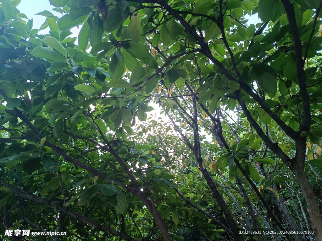 茂密樹林中的斑駁陽光