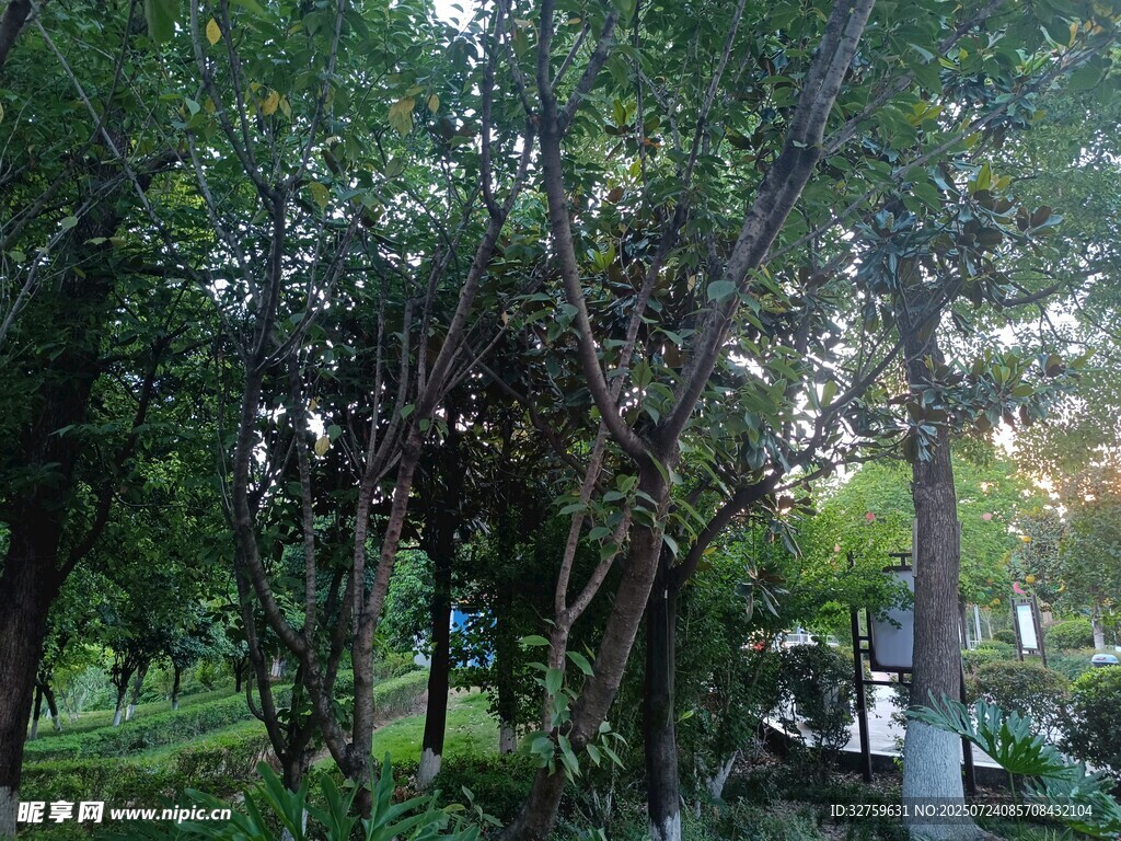 綠意盎然的公園樹林景觀