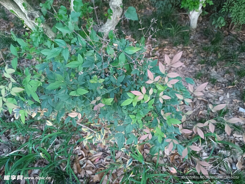 茂密綠植