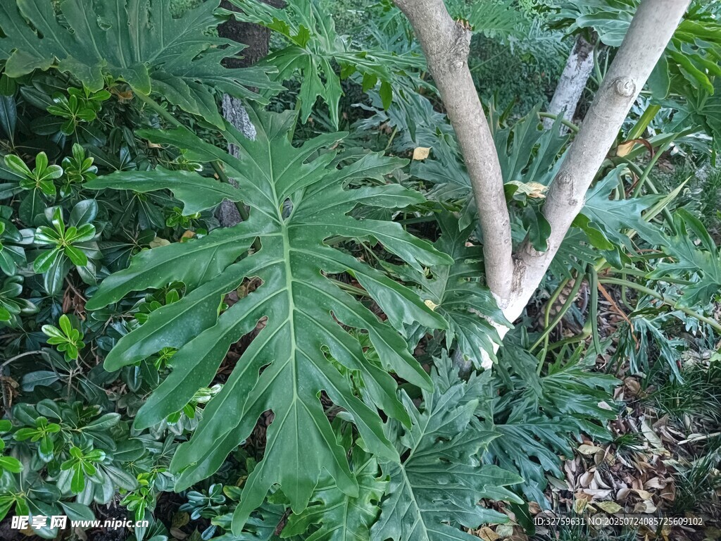 熱帶綠植特寫